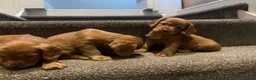 Cocker Spaniel dogs for sale: Working cocker spaniel kc registered boys only  - Advert 10