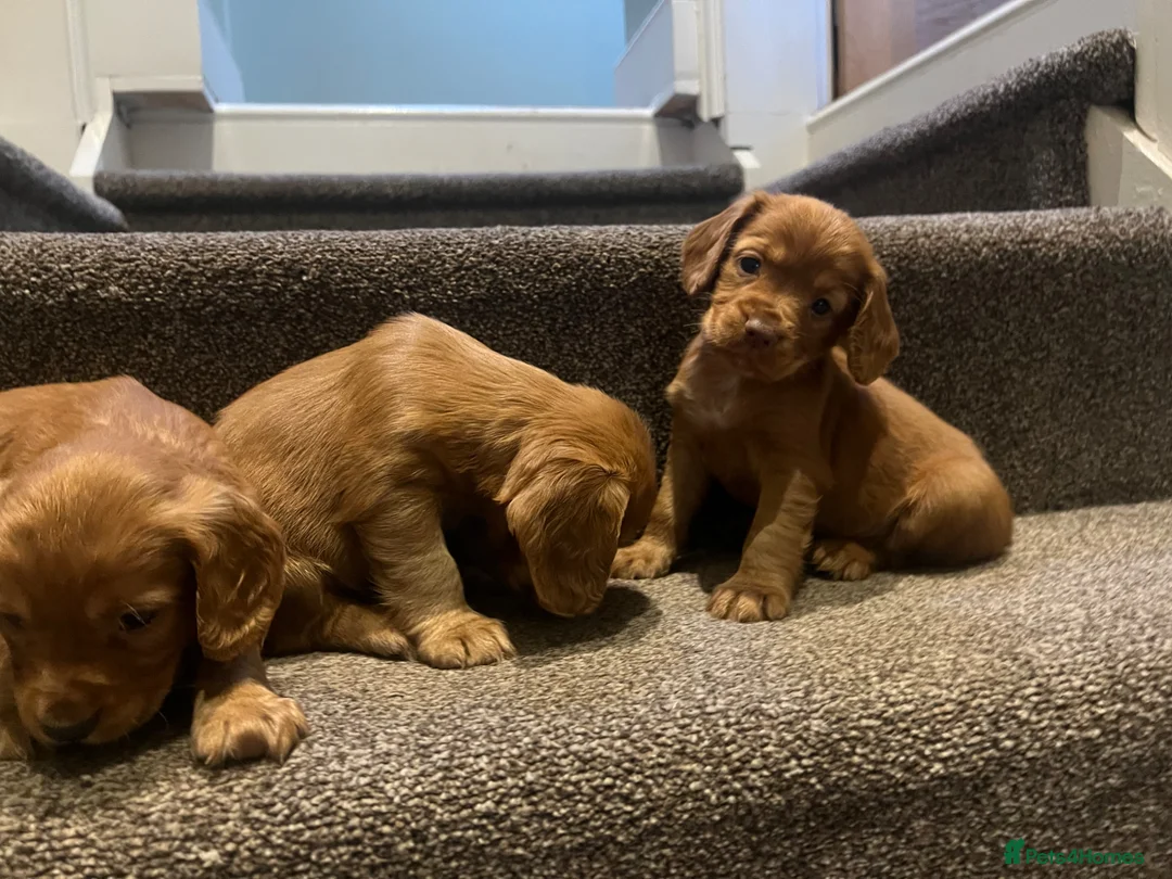 Cocker Spaniel dogs for sale: Working cocker spaniel kc registered boys only  - Advert 10