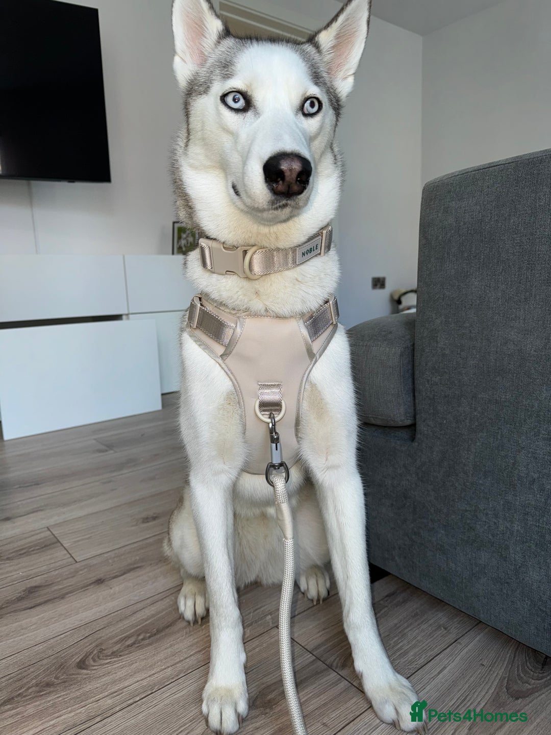 Siberian Husky dogs for sale: Siberian Husky Stormy - 2 years old  - Advert 19