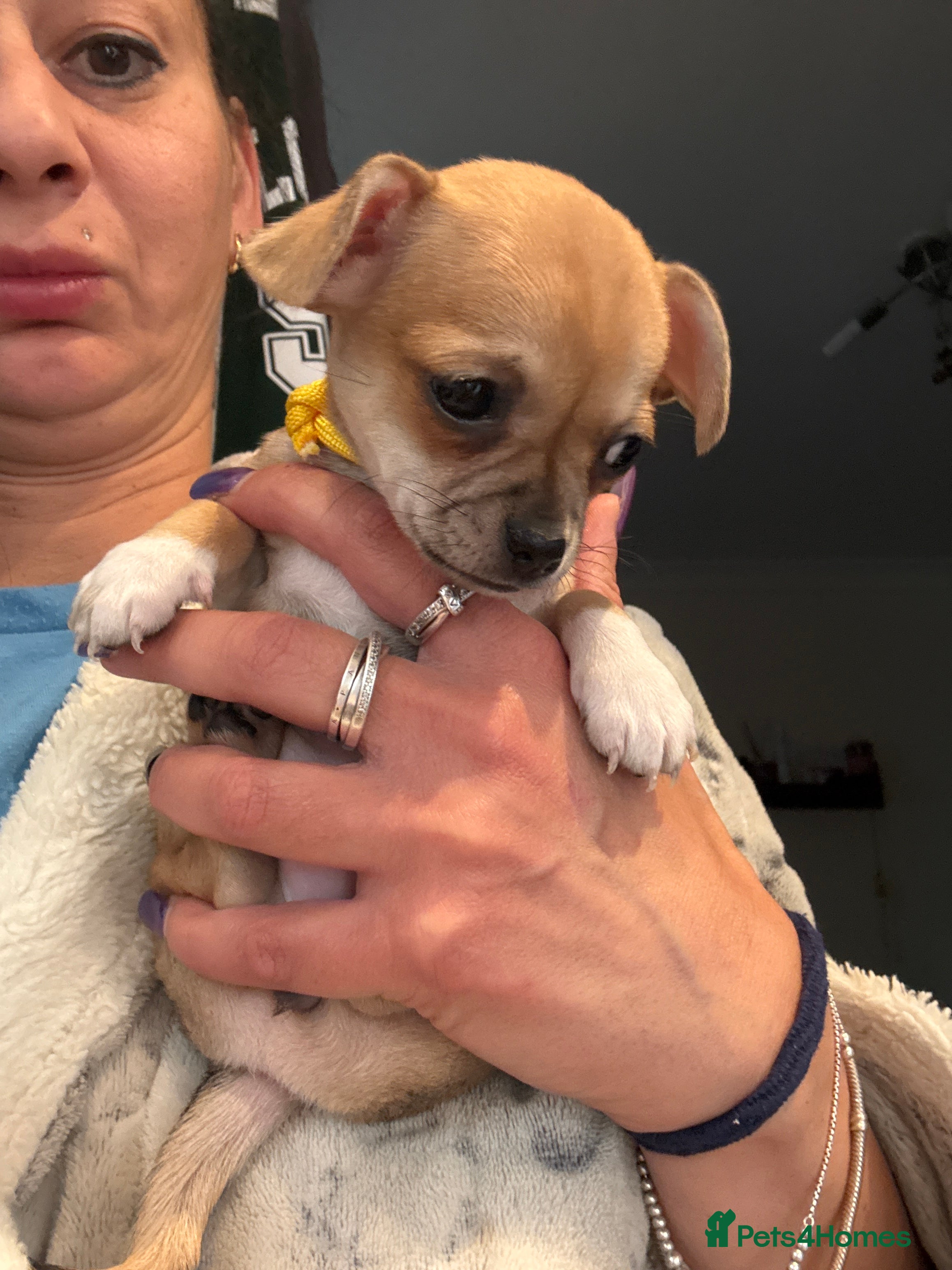Chihuahua dogs Beautiful Purebred Chihuahua Puppies  - Advert 2