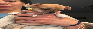 Chihuahua 4