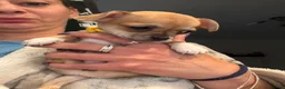 Chihuahua dogs for sale: Beautiful Purebred Chihuahua Puppies  - Advert 2