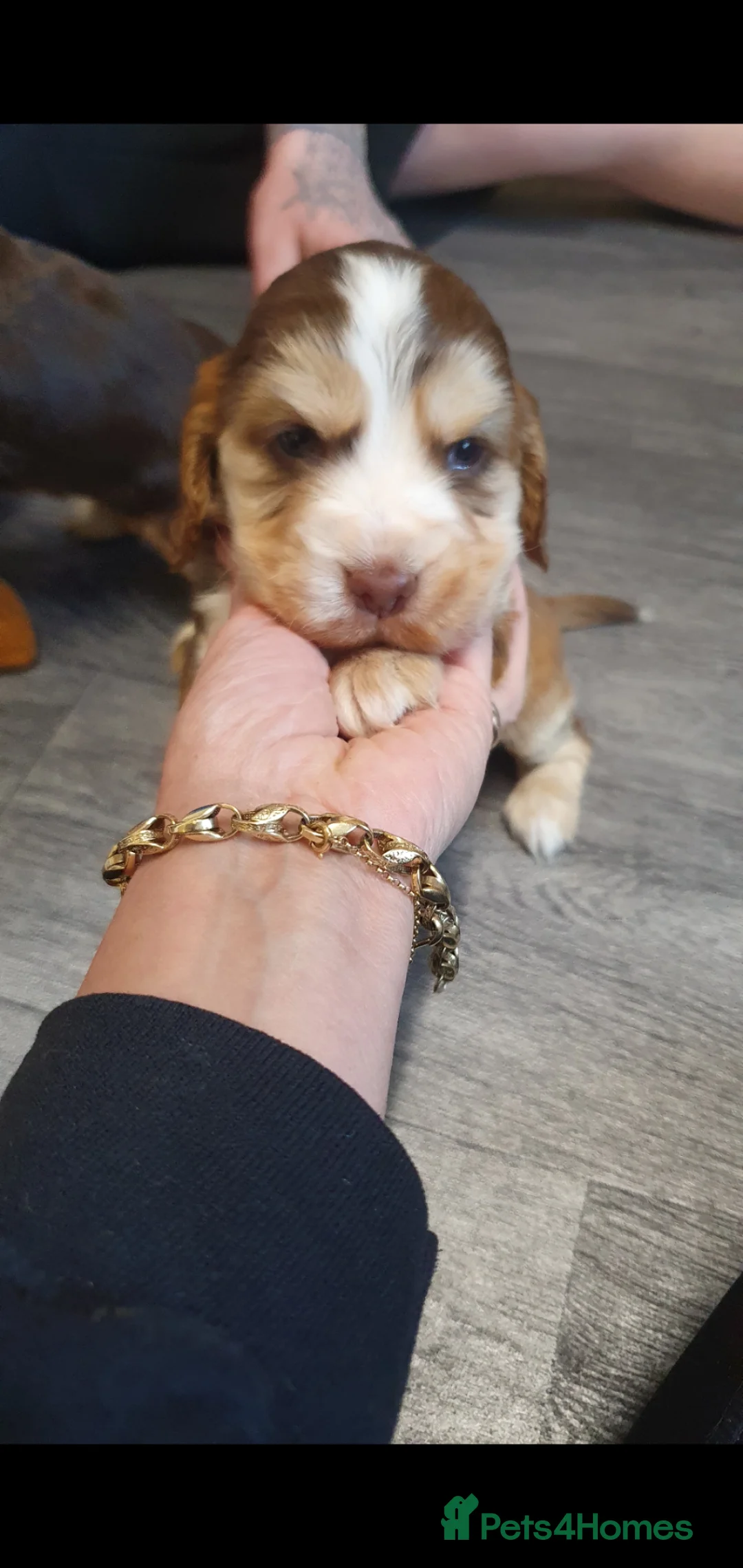 Cocker Spaniel dogs for sale: Cocker spaniel  - Advert 10