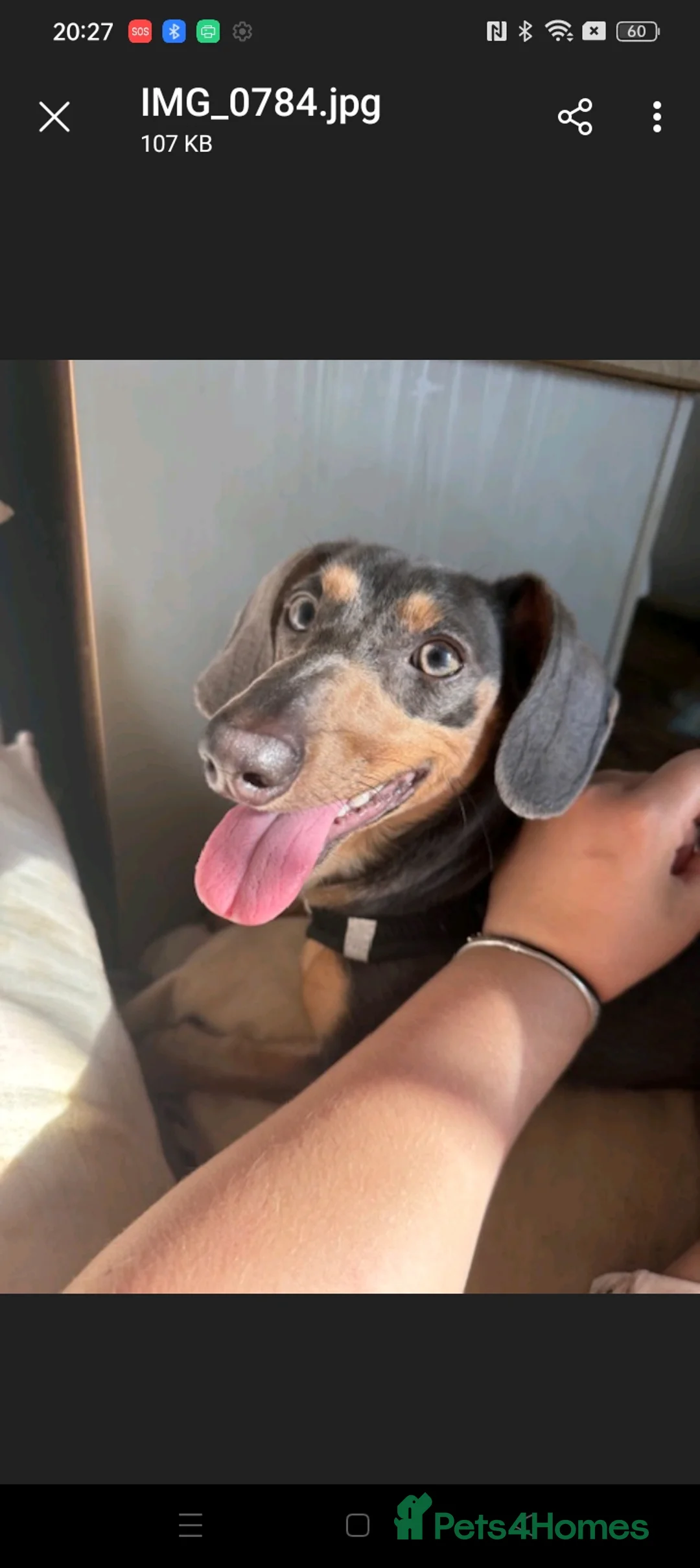 Dachshund dogs for sale: Beautiful male dachshund  - Advert 4