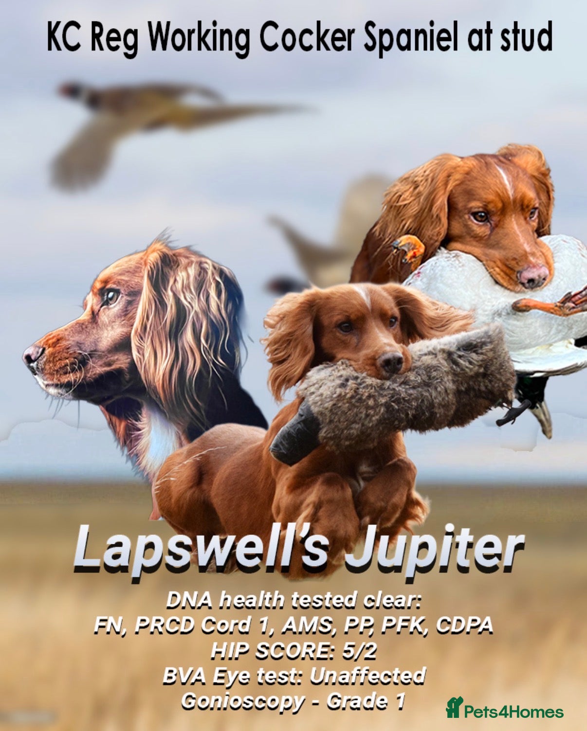 Cocker Spaniel dogs Extensively health tested. Carries tan. KC reg.  - Advert 17