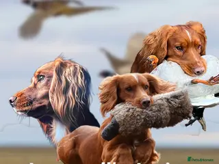 Cocker Spaniel dogs Extensively health tested. Carries tan. KC reg. - Advert 17