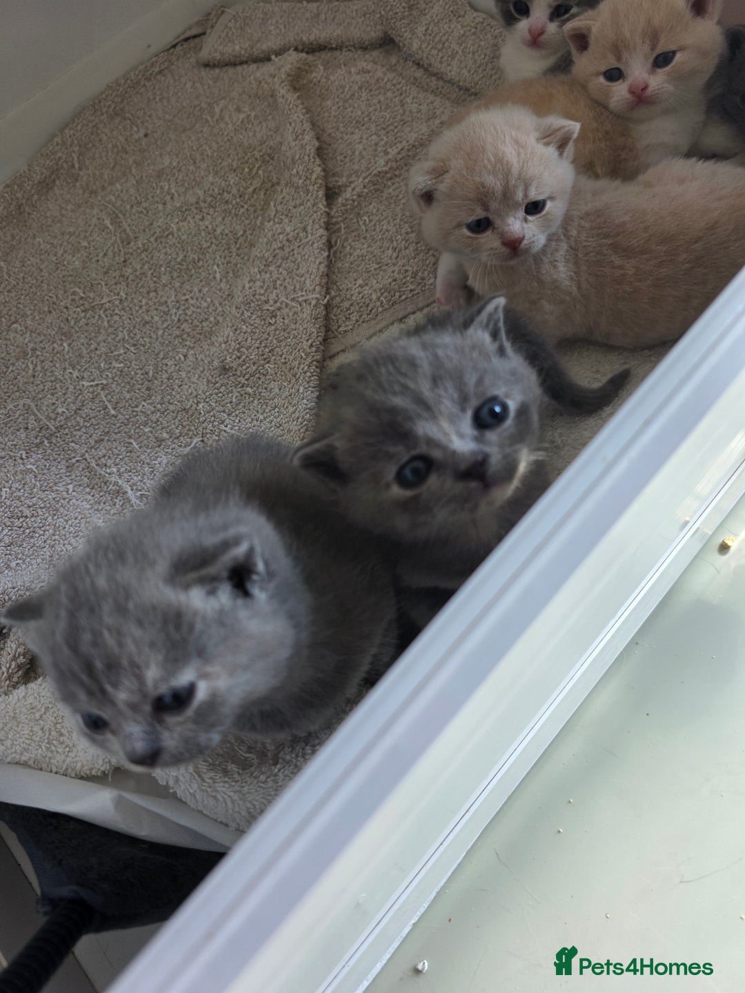British Shorthair cats for sale: British Shorthairs Stunning Litter - Image 5