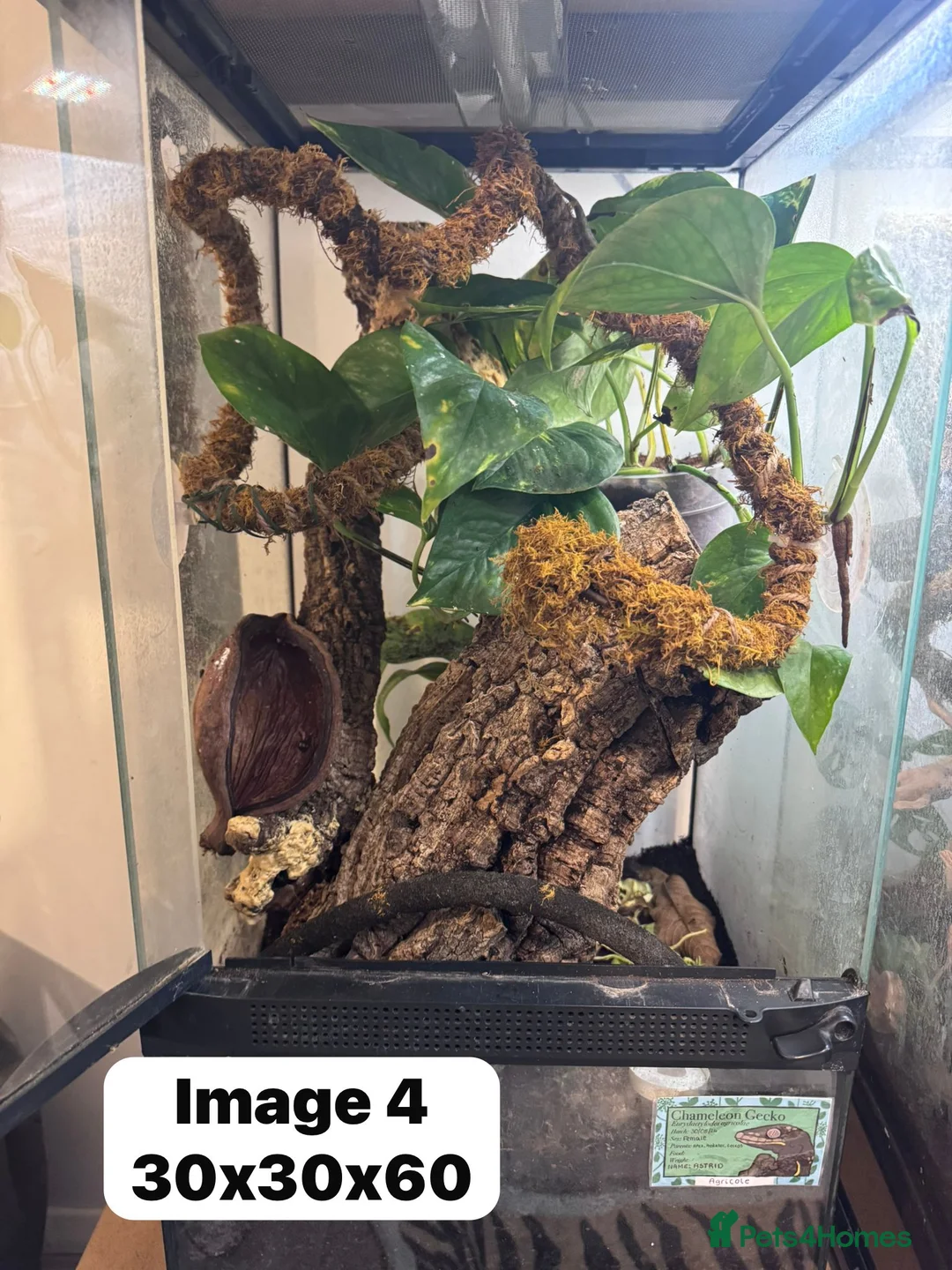 Gecko reptiles for sale: CRESTIES & ENCLOSURES - Advert 9