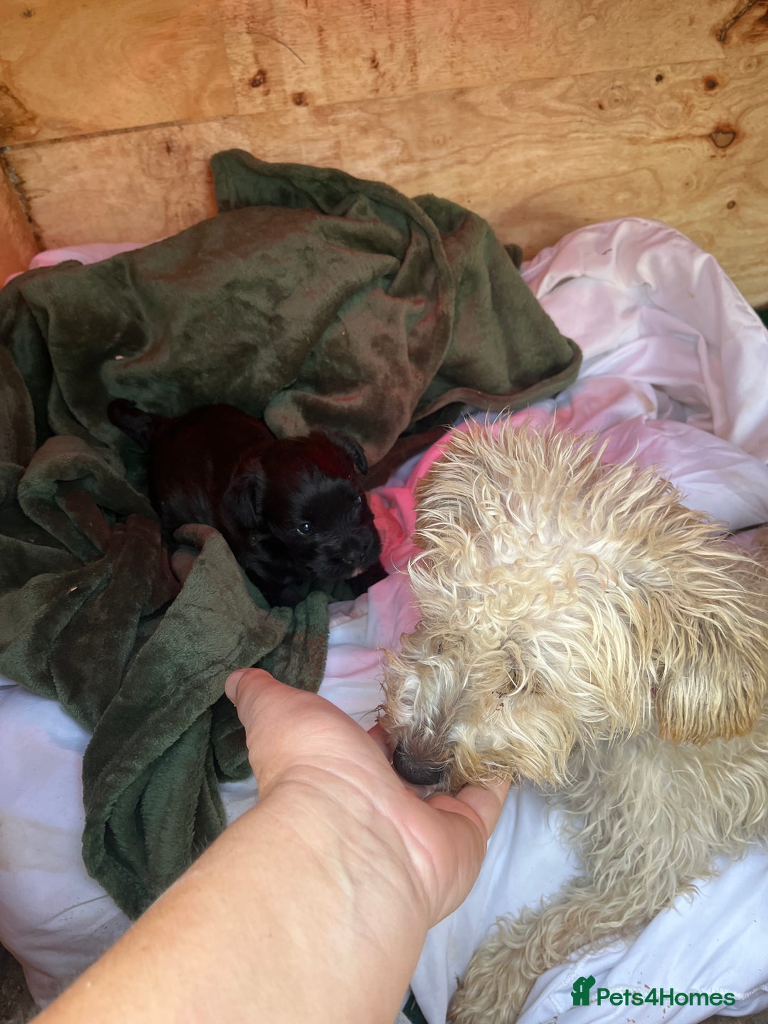 Mixed Breed dogs for sale: Cockatoo terrier cross male puppy - Advert 3