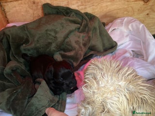 Mixed Breed dogs Cockatoo terrier cross male puppy - Advert 2