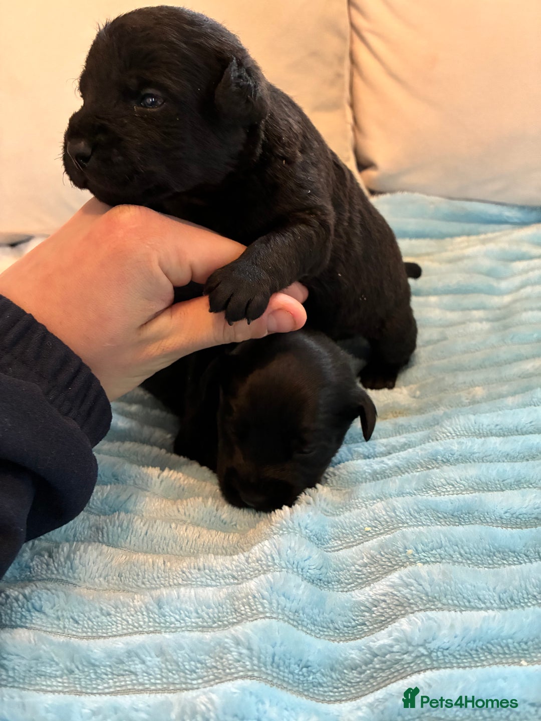 Patterdale Terrier dogs for sale: Patterdale pups  - Advert 3