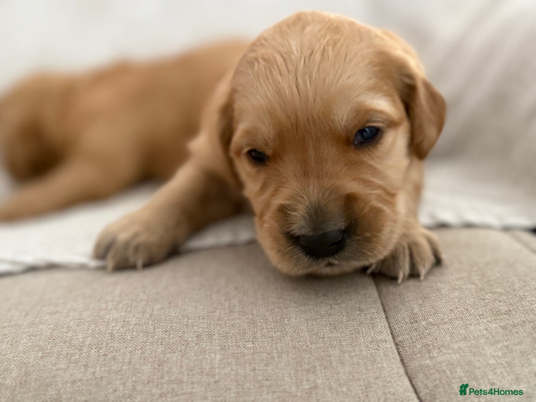 Golden Retriever dogs for sale: Stunning KC registered Golden Retriever puppies - Image 5