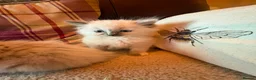 Ragdoll cats for sale: Beautiful Ragdol Kittens - Advert 12
