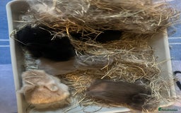 Mini Lion Lop rabbits for sale: Gorgeous lion lop babies  - Image 22