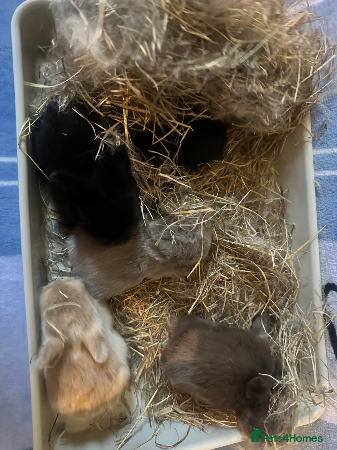 Mini Lion Lop rabbits for sale: Gorgeous lion lop babies  - Image 22