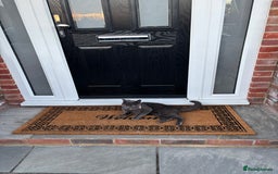 Russian Blue cats for sale: Gorgeous Russian 18 month male - Advert 4