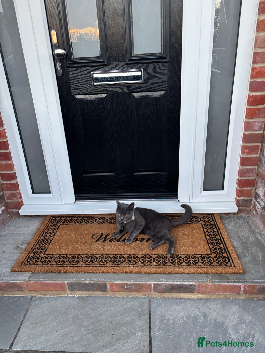 Russian Blue cats for sale: Gorgeous Russian 18 month male - Advert 4