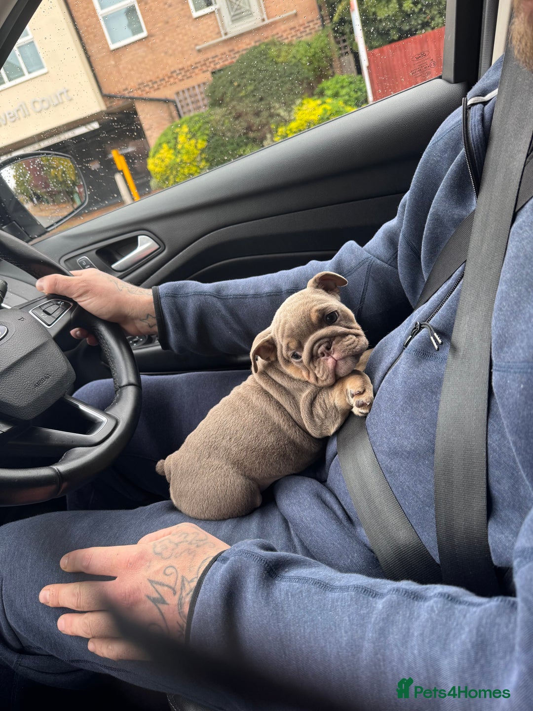 English Bulldog dogs for sale: English bulldog puppies  - Image 5