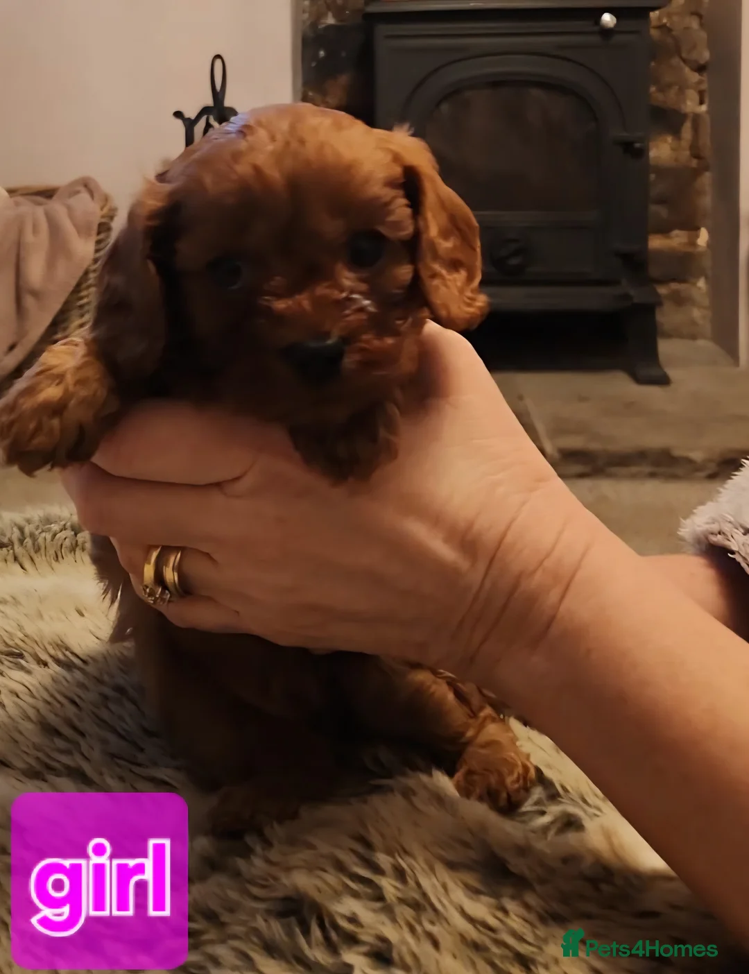 Cavapoo dogs for sale: Cavapoo puppies  - Advert 5