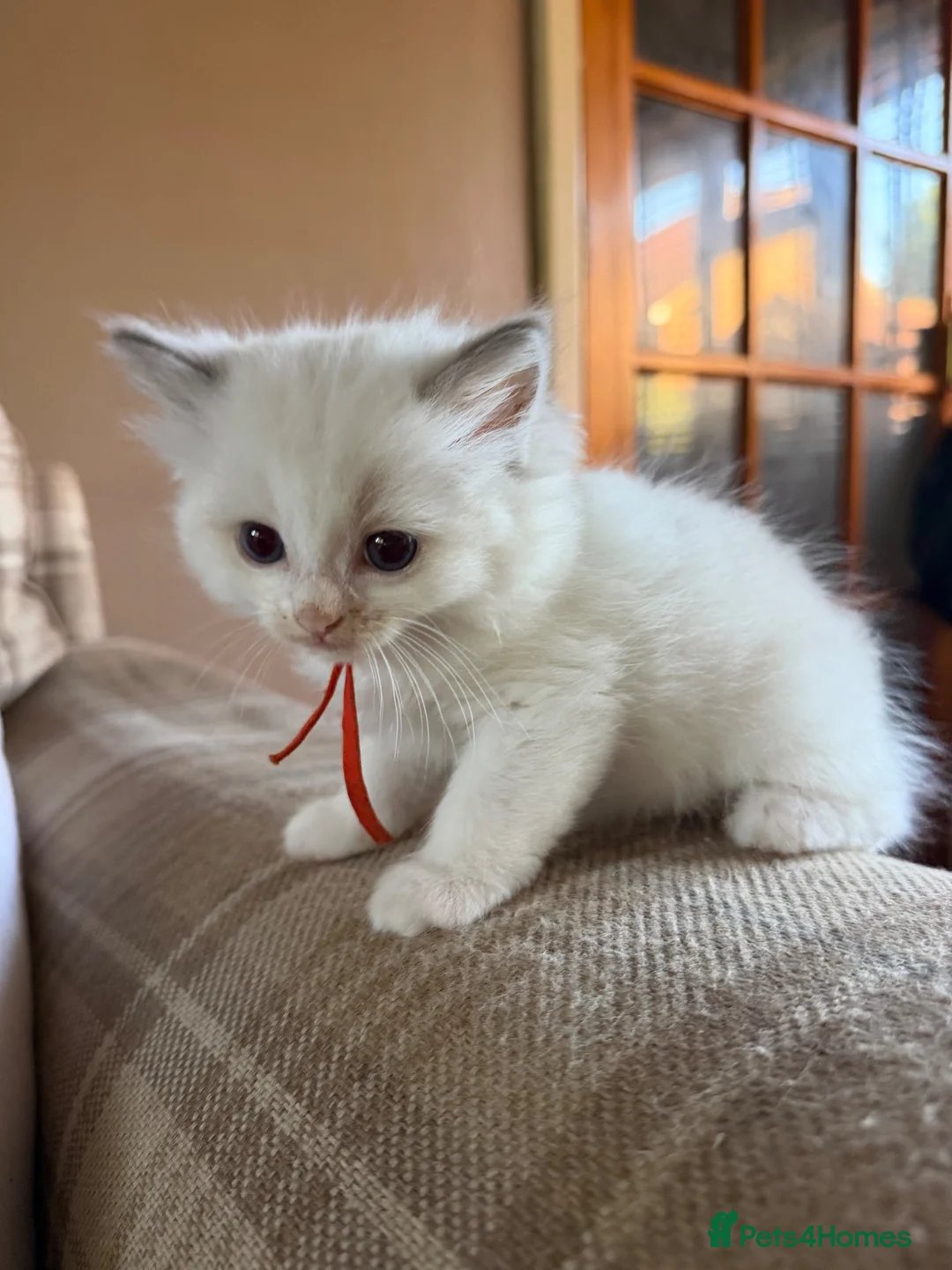 Ragdoll cats for sale: 5 Beautiful ragdoll kittens for sale  - Advert 2