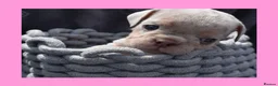 English Bulldog dogs for sale: Stunning Litter of Exotic English Bulldogs - Advert 28