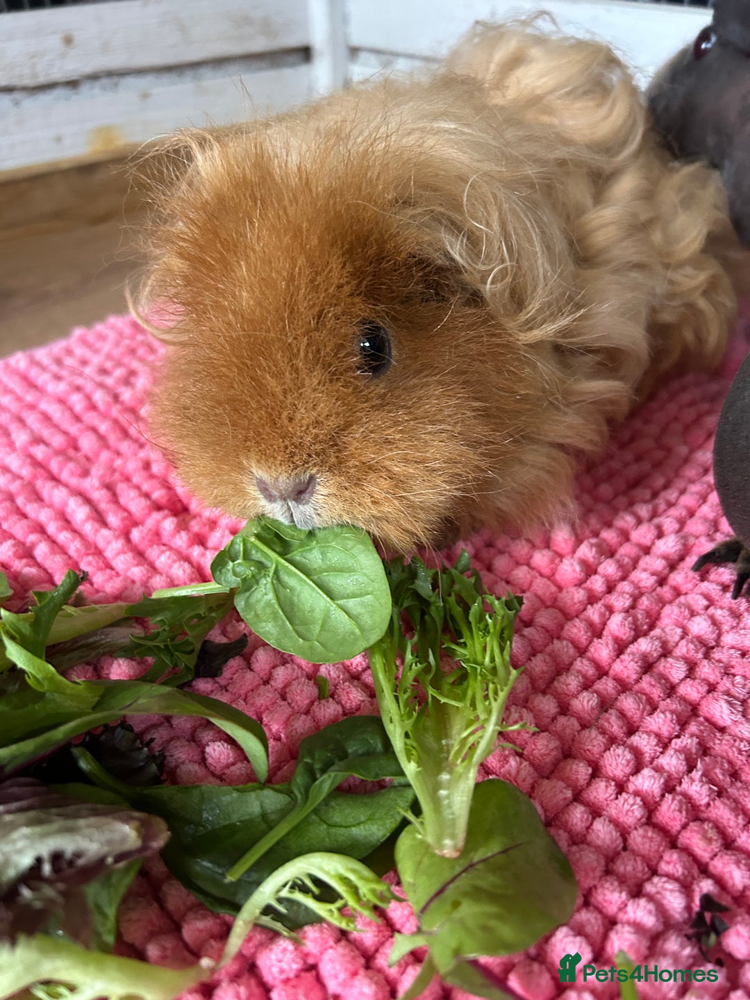 Guinea Pig rodents for sale: Guinea pigs  - Image 5