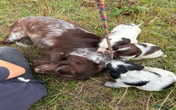Cocker Spaniel dogs for sale: Extensively Health Tested KC Registered  - Image 21