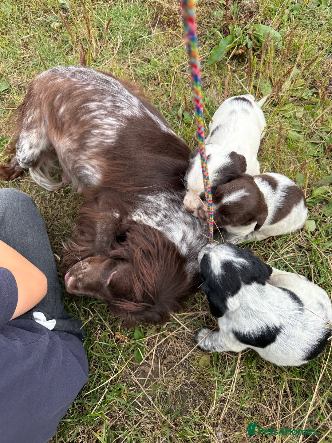 Cocker Spaniel dogs for sale: Extensively Health Tested KC Registered  - Image 21