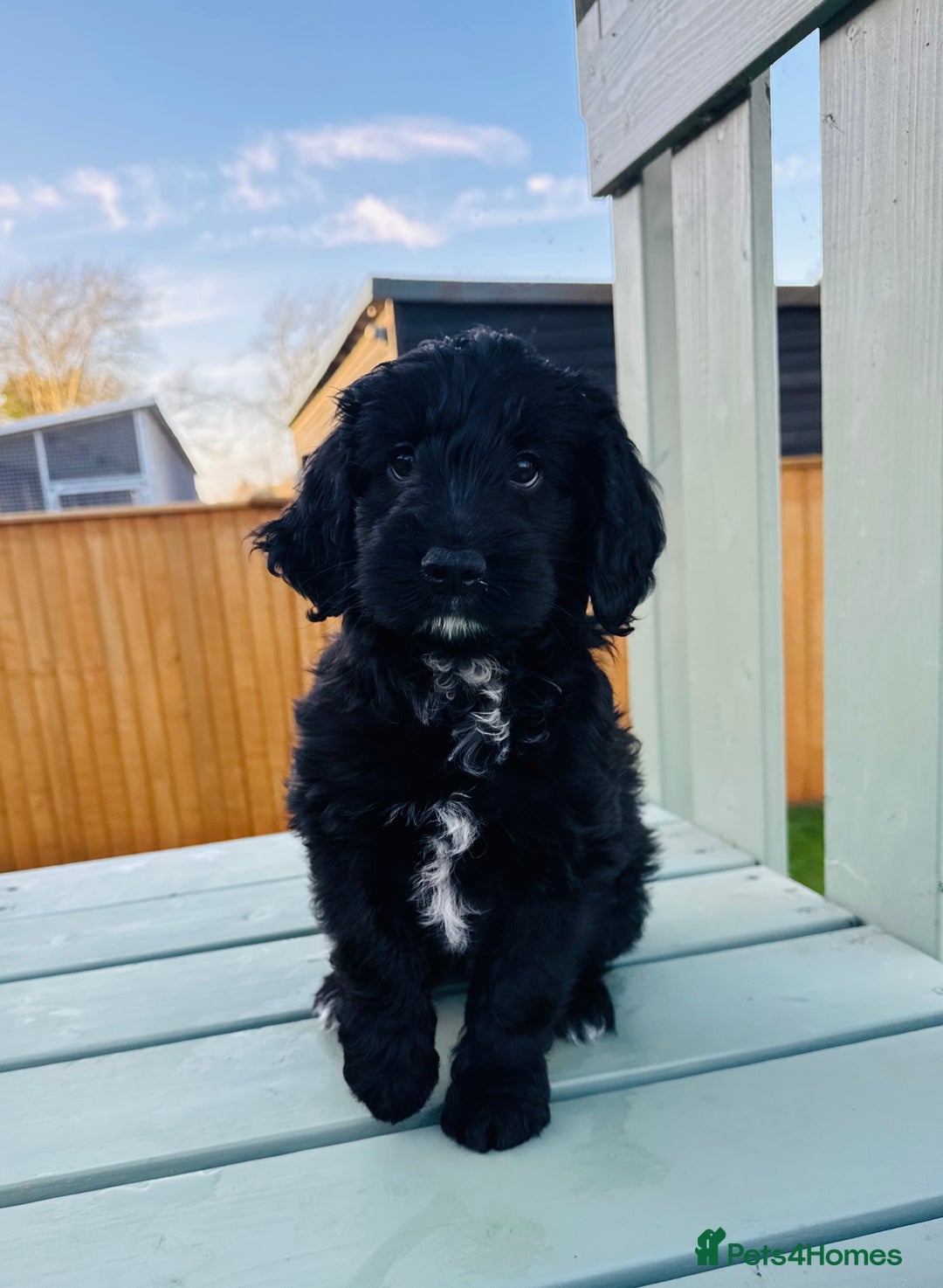 Cockapoo dogs for sale: Cockapoo Babies 🐾🐾🐾 - Advert 17