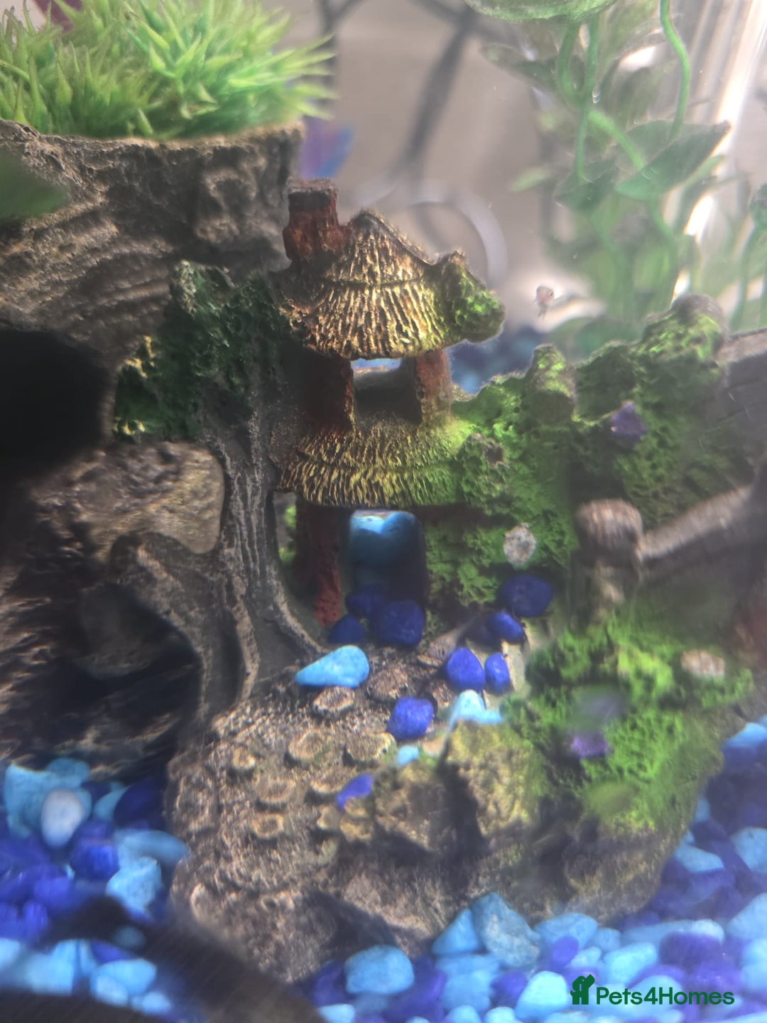 Mollies fish for sale: Christmas guppies for sale - Advert 13