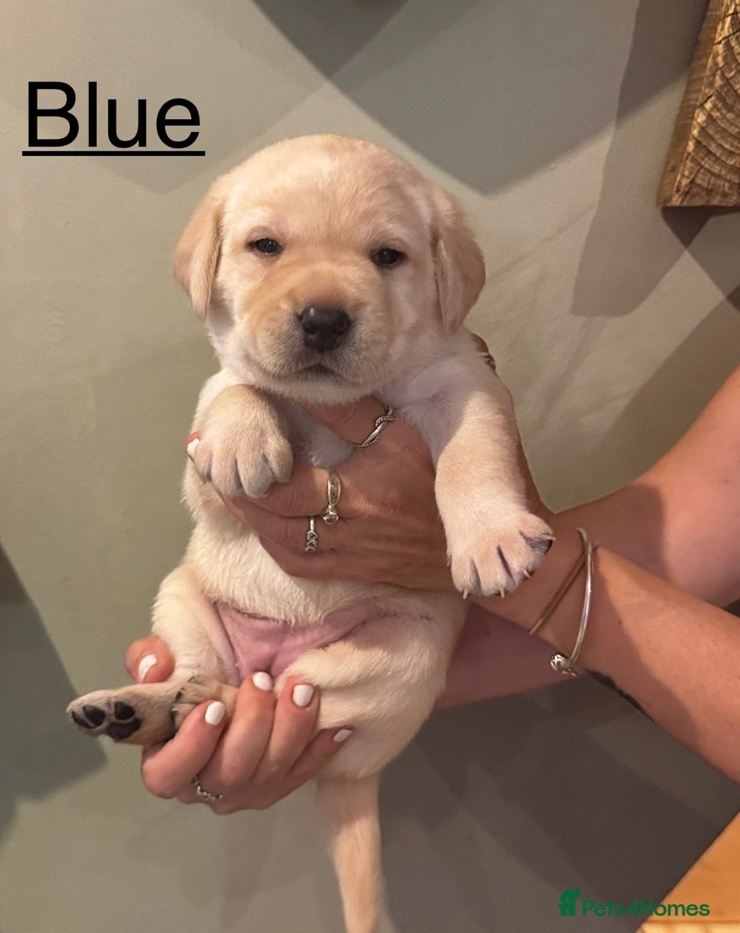 Labrador Retriever dogs for sale: English yellow Labradors  - Image 4
