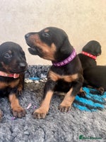 Dobermann dogs - Advert 9