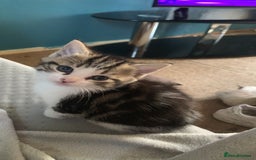 Mixed Breed cats for sale: Adorable Cuddly Kittens - Image 1