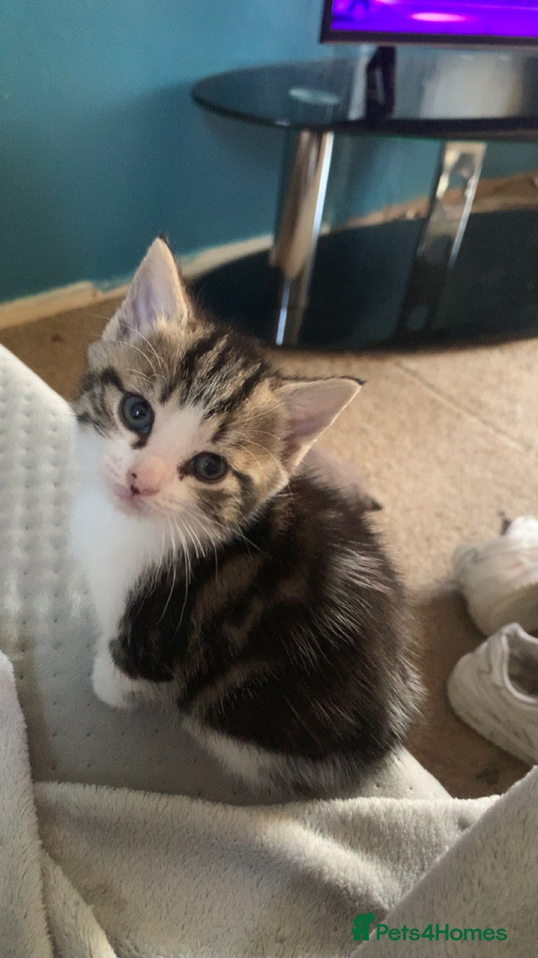 Mixed Breed cats for sale: Adorable Cuddly Kittens - Image 1
