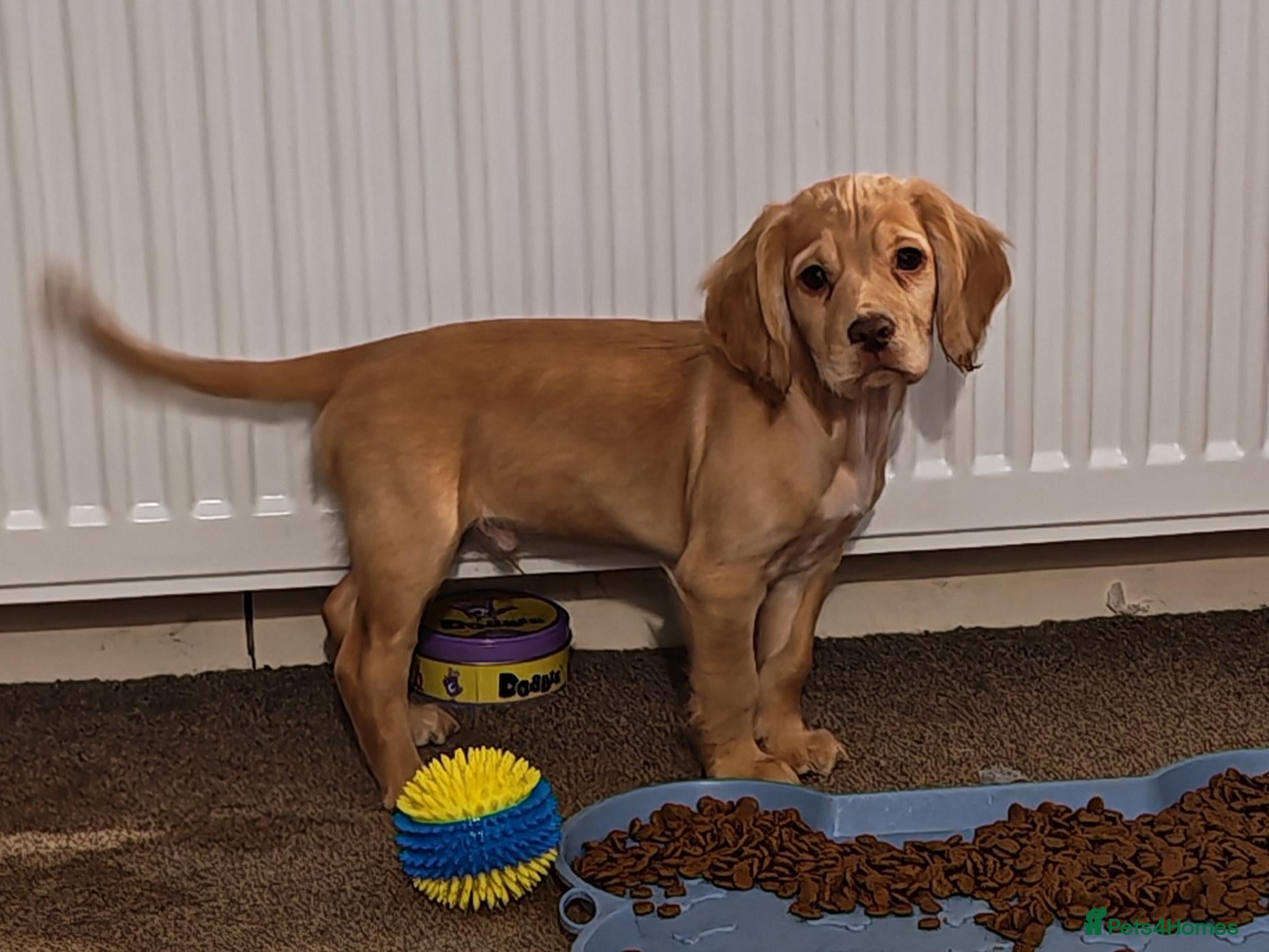 Cocker Spaniel dogs for sale: Stunning gold cocker spaniel pup READY NOW  - Advert 5