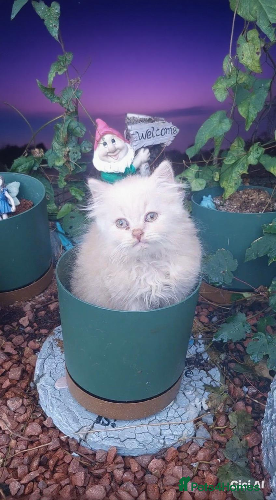 British Shorthair cats for sale:  ✨️ Joyful British Shorthair Kittens ✨️ - Image 4