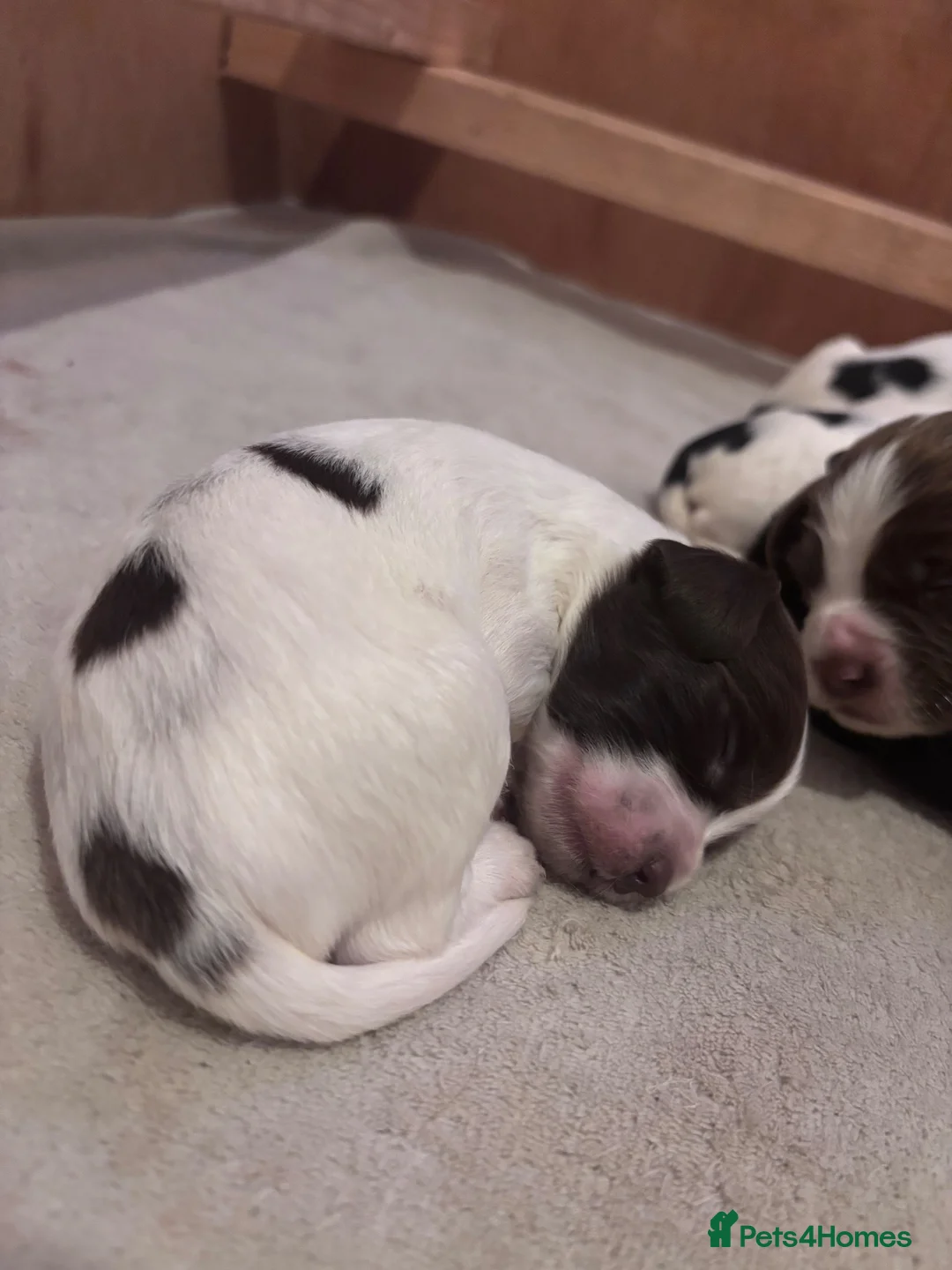 Sprocker dogs for sale: STUNNING SPROCKERS F1 in Narberth - Advert 2