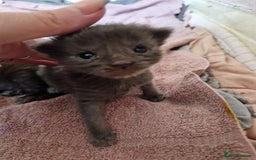 Maine Coon cats for sale: Kittens x 3 Female maine coon stunning girlies - Image 5