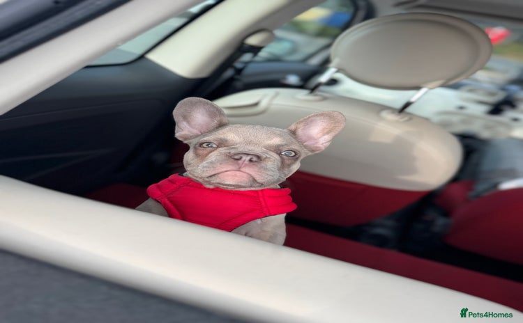French Bulldog dogs - Advert 2