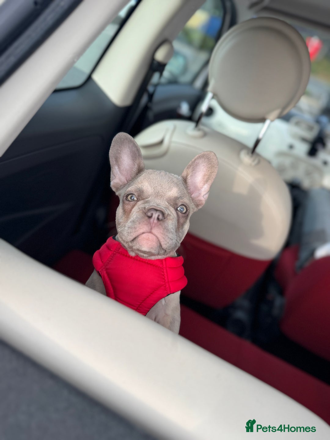 French Bulldog dogs for sale: Stunning boy Available  - Image 1