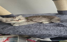 Persian cats for sale: Persian Kittens for Sale – Fluffy Bundles of Joy - Image 8