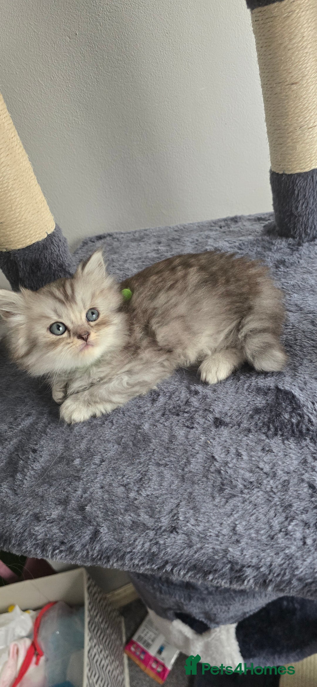 Persian cats for sale: Persian Kittens for Sale – Fluffy Bundles of Joy - Image 8