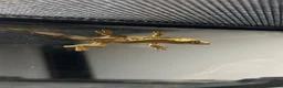 Gecko reptiles for sale: Baby Crested Geckos   - Advert 4