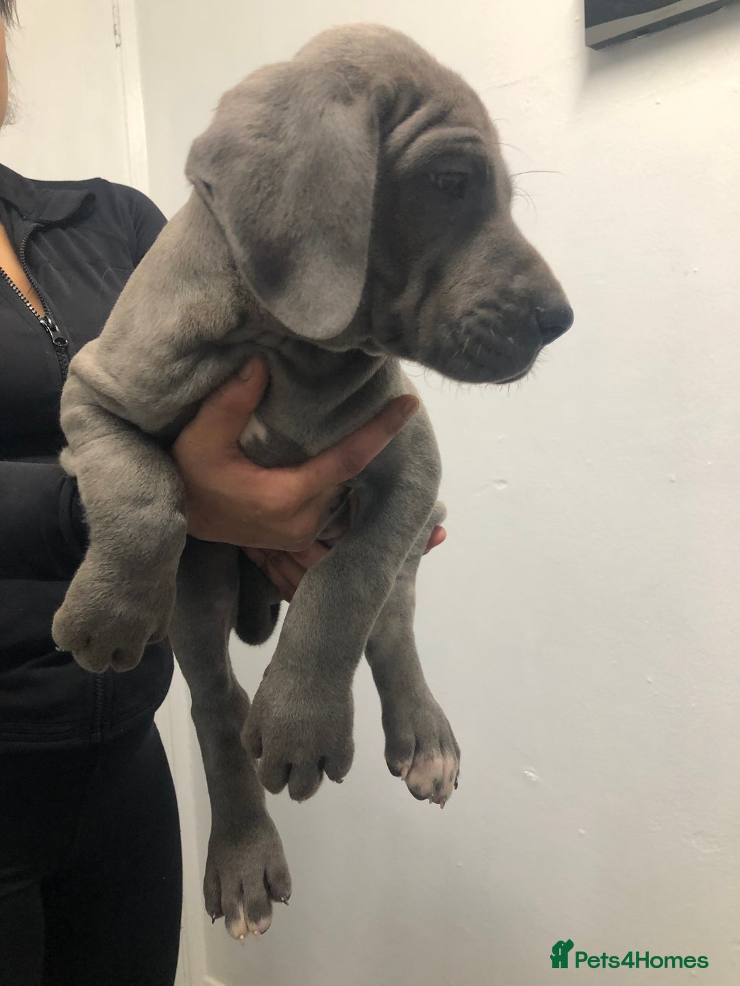 Great Dane dogs for sale: Great Dane puppies waiting list open  - Advert 19