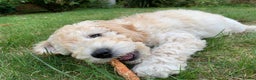 Mini Goldendoodle dogs for stud: Mini Doodle Stud: Multi-Gen, Health Tested, Proven - Advert 7
