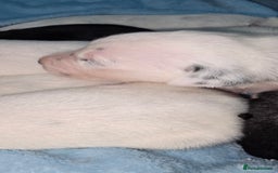 Mixed Breed dogs for sale: Beautiful Dalatian x Lab pups - Image 2