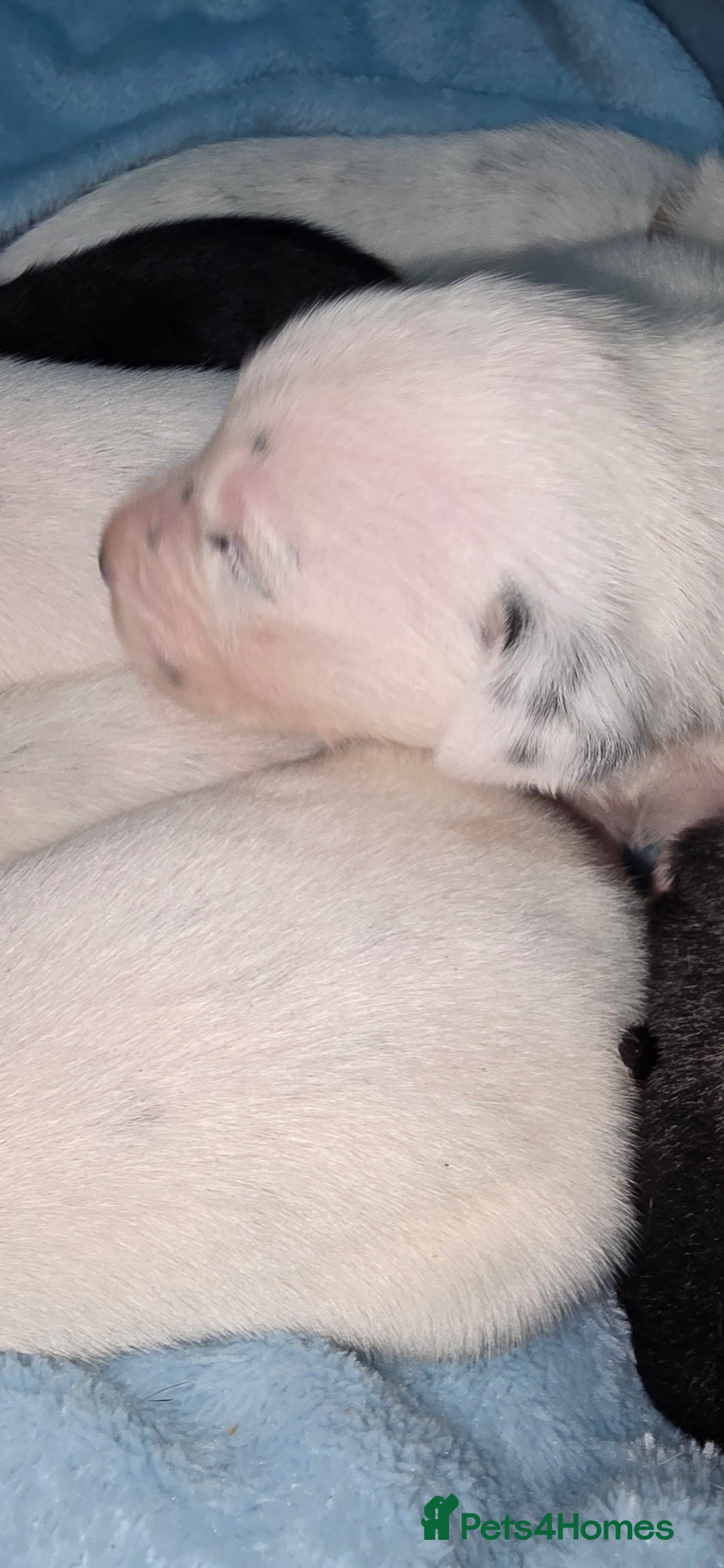 Mixed Breed dogs for sale: Beautiful Dalatian x Lab pups - Image 2