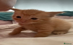 Mixed Breed cats for sale: Kittens for sale  - Image 14