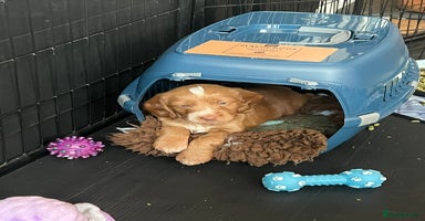 Mixed Breed dogs - Advert 3