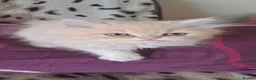 Persian cats for sale: 6 Beautiful Persian Chinchilla Kittens  - Advert 14